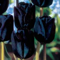 Tulip 