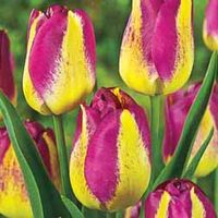 Tulip 