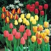 Tulip bulb lucky dip collection - 1 tulip bulbs lucky dip pack