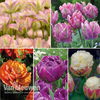 Tulip Bumper Collection