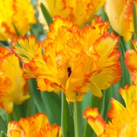 Tulip 