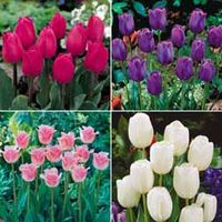 Tulip 