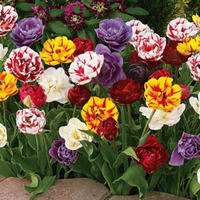 Tulip 
