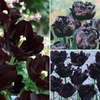 Tulip Dark Flowered Collection - 30 bulbs