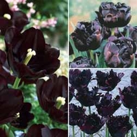 Tulip Dark Flowered Collection - 30 bulbs