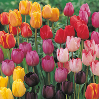 Tulip 