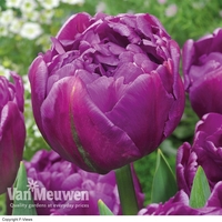 Tulip 