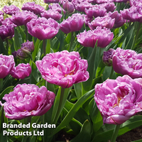 Tulip 