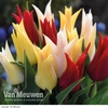 Tulip Elegant Mix