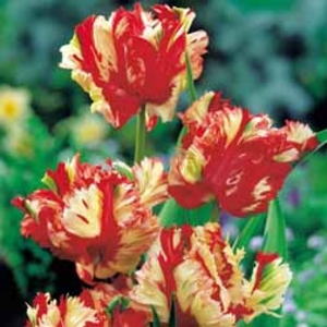Tulip 