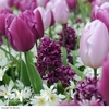 Tulip,  Hyacinth & Anemone Mix