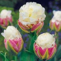 Tulip 