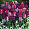 Tulip Lovers Blend - 32 bulbs