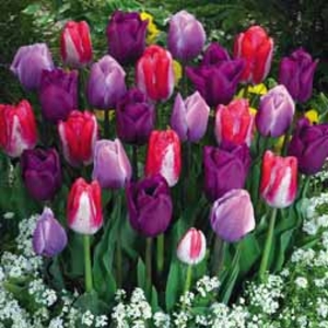Tulip Lovers Blend - 32 bulbs