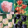Tulip Lovers Collection - 40 bulbs - 10 of each