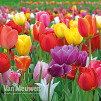 Tulip 