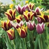 Tulip Mix - 40 bulbs - 20 of each variety
