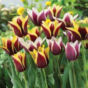 Tulip Mix - 40 bulbs - 20 of each variety