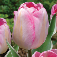 Tulip 