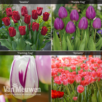 Tulip Patio Collection