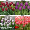 Tulip Patio Mix