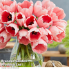Tulip 