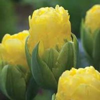 Tulip 
