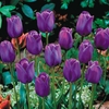 Tulip 
