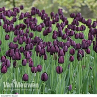 Tulip 
