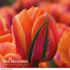 Tulip 