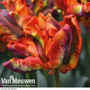 Tulip 