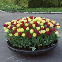 Tulip 