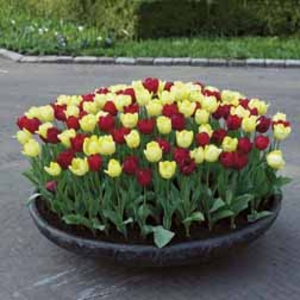 Tulip 
