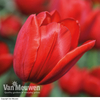Tulip 