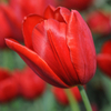 Tulip 