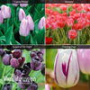 Tulip 