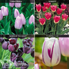 Tulip 