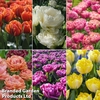Tulip 