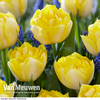 Tulip 