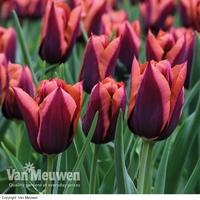 Tulip 
