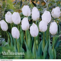 Tulip 
