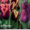 Tulip 