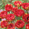 Tulip 