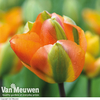 Tulip 