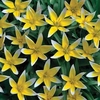 Tulip Tarda - 100 bulbs