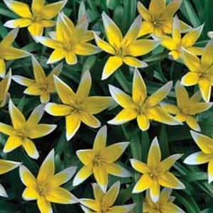 Tulip Tarda - 100 bulbs