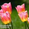 Tulip 