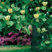 Tulip Tree - 2 tulip tree plants in 9cm pots