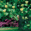 Tulip Tree