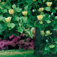 Tulip Tree